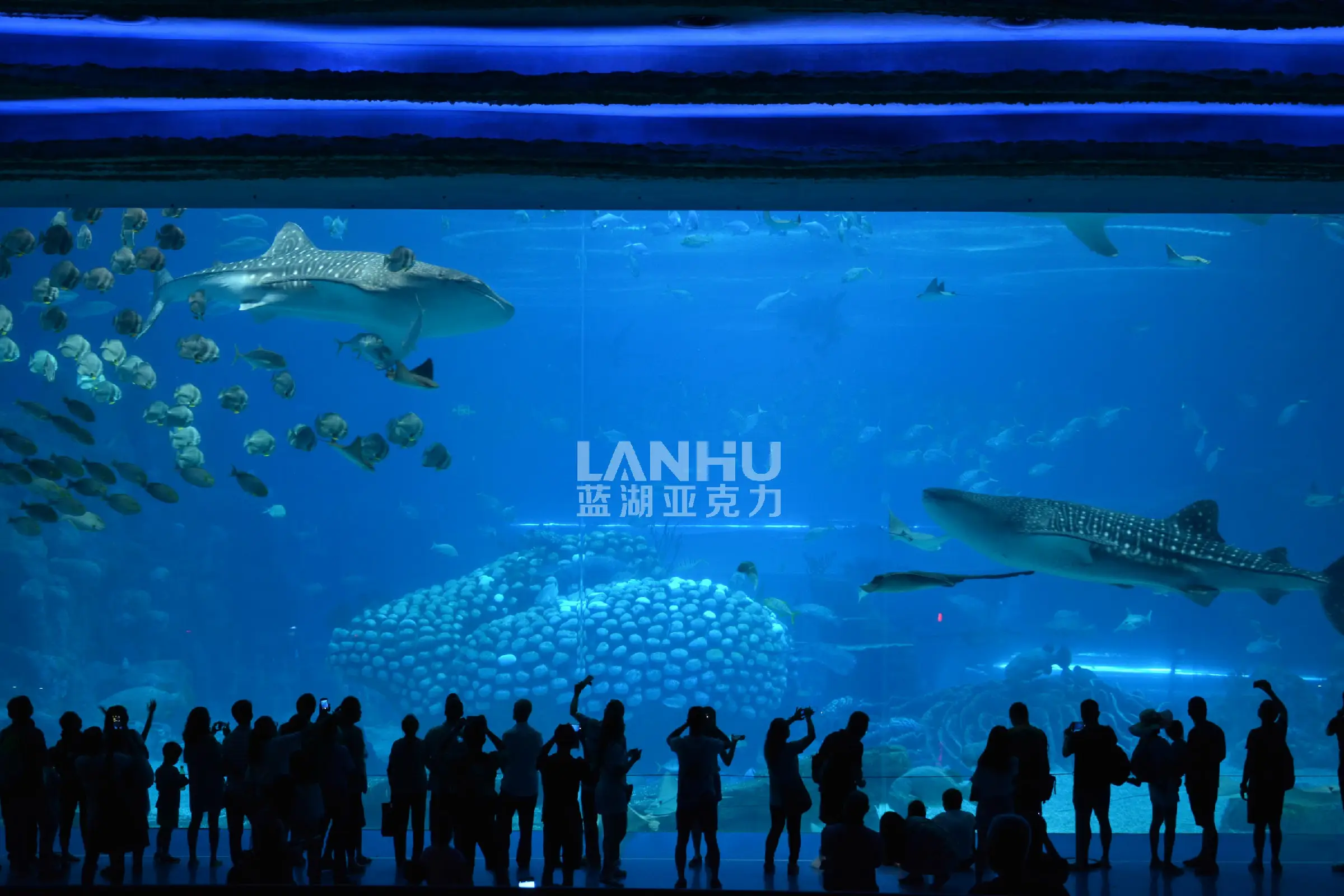 How big is the whale shark tank in an aquarium?