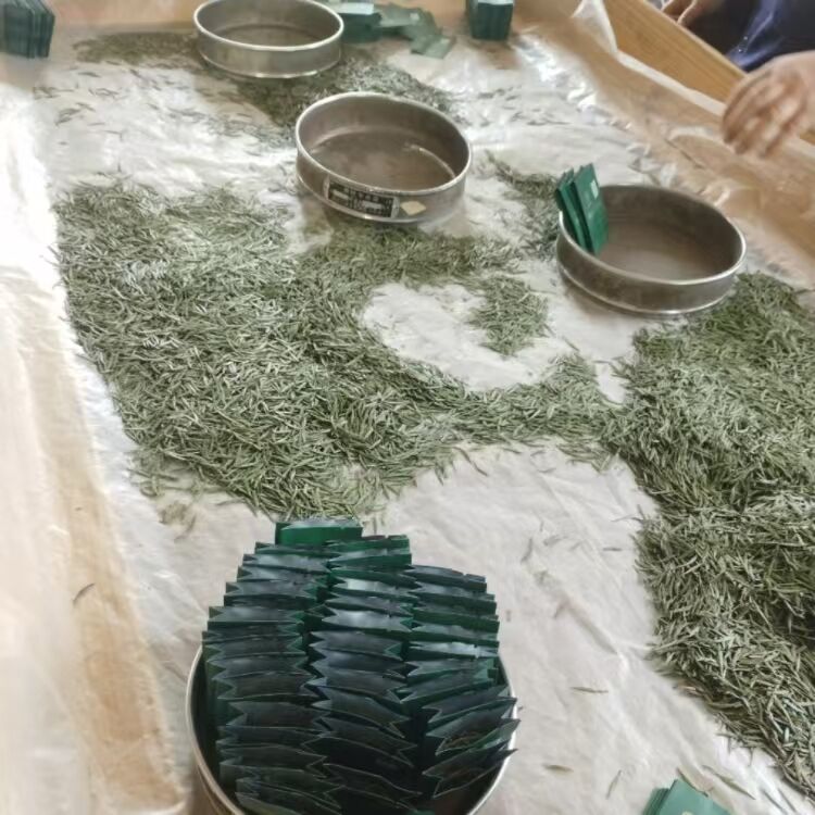 ຊາຈີນອິນຊີ