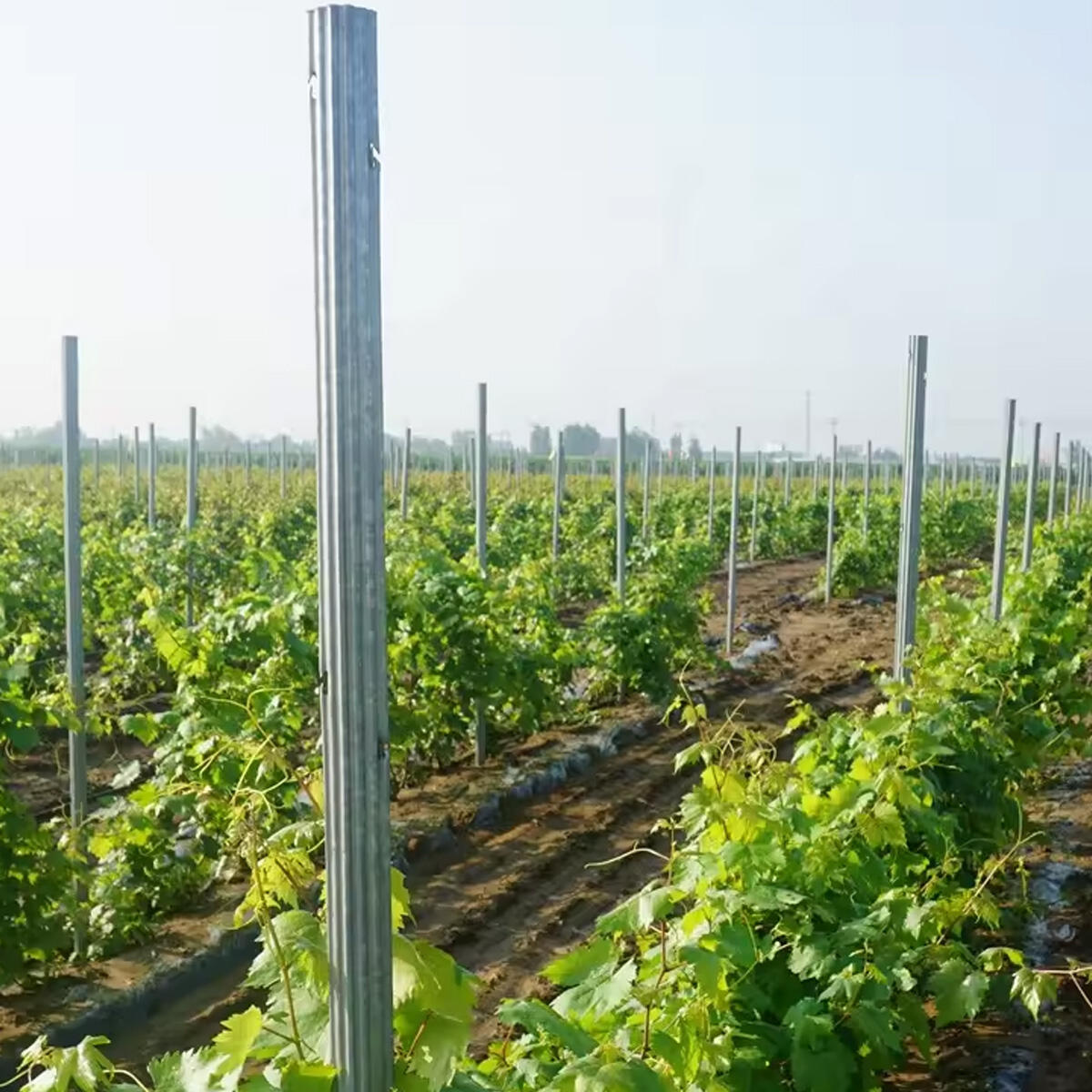 Vineyard Steel Galvanized Fence Post