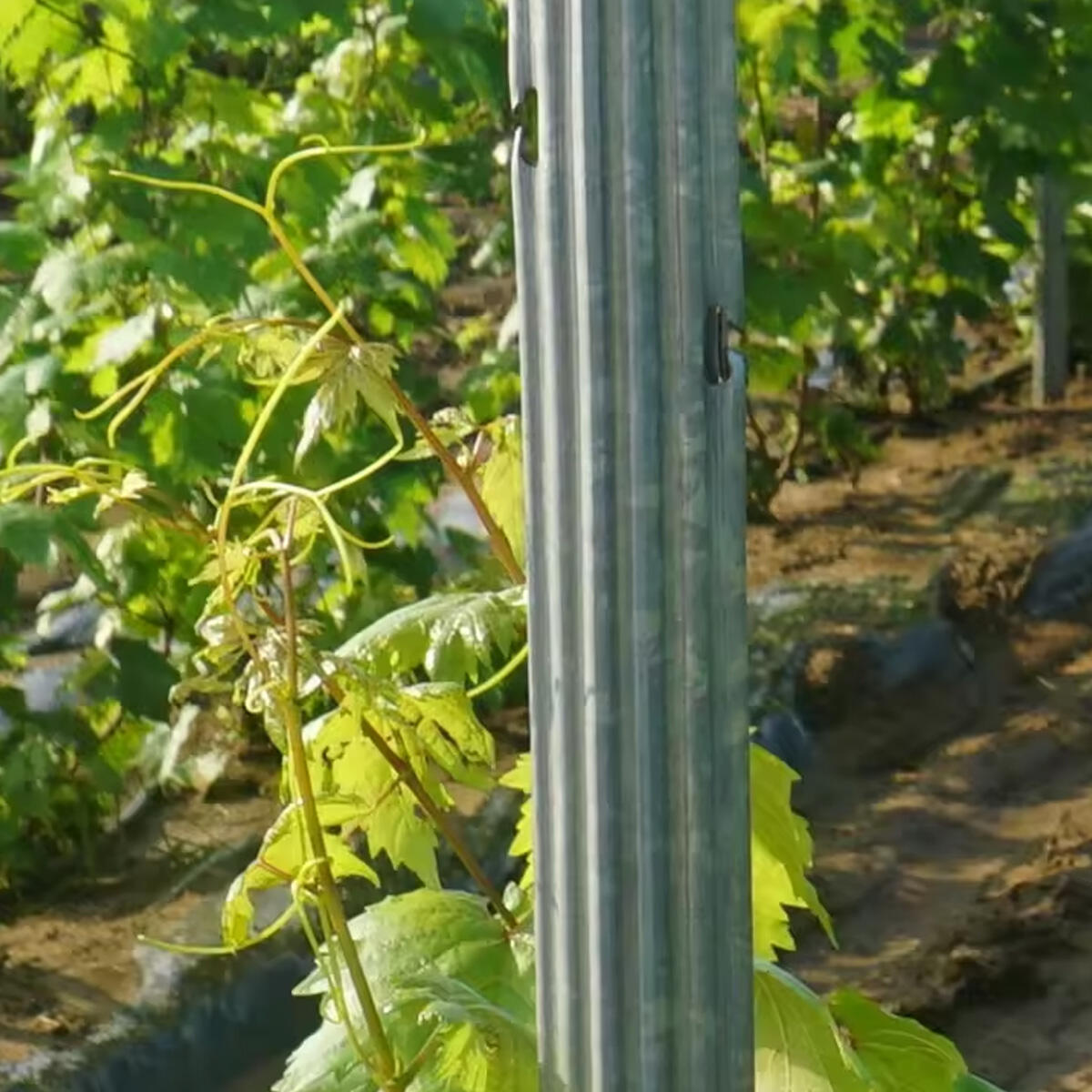 Vineyard Steel Galvanized Fence Post