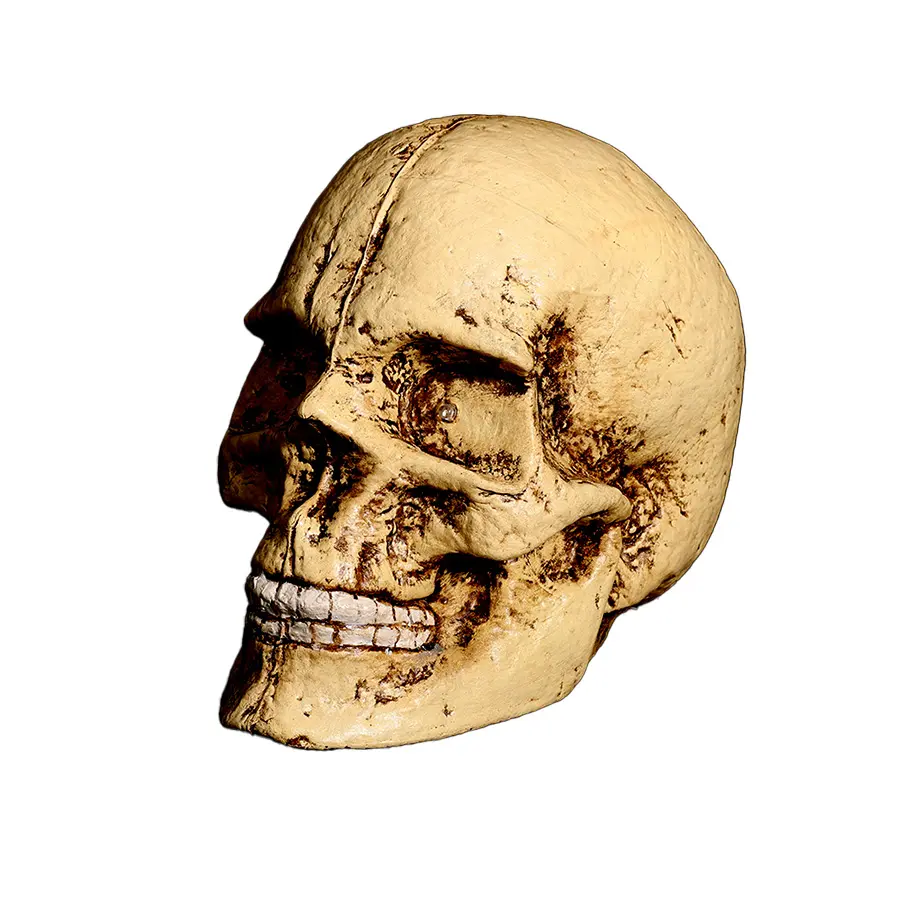 Skull