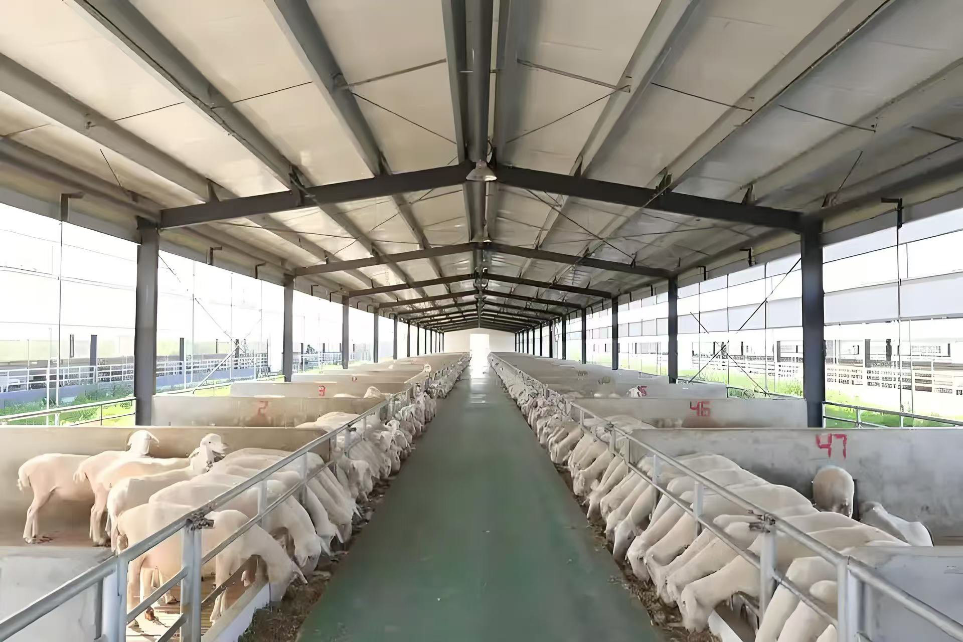 Building a Durable Steel Structure Livestock Shed for Your Farm
