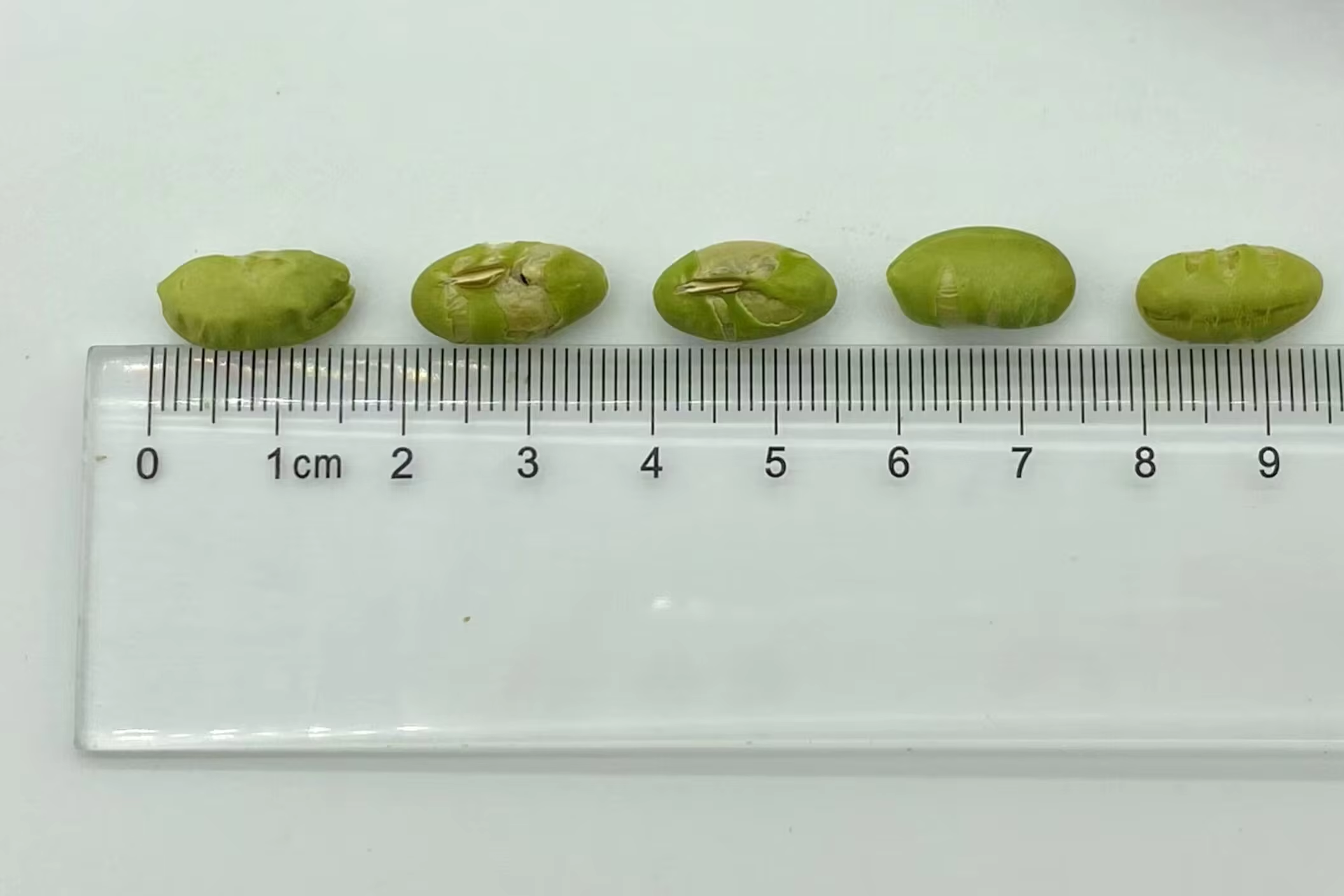Kavurulmuş Edamame Fasulyesi Neden Sağlık Gıda Sektöründe Trend Haline Geliyor?