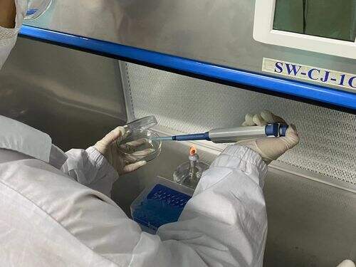 Indulgência Saudável: O Lanche de Ervilha Verde Triunfa no Corredor de Lanches Saudáveis  
