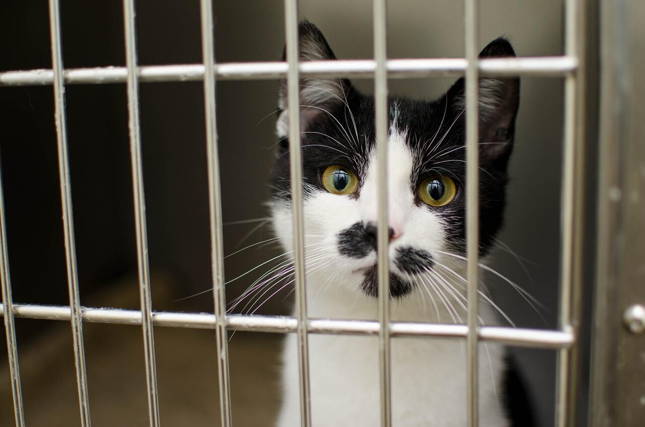 Comment les cages à animaux en gros peuvent répondre à la demande croissante de produits pour animaux de compagnie