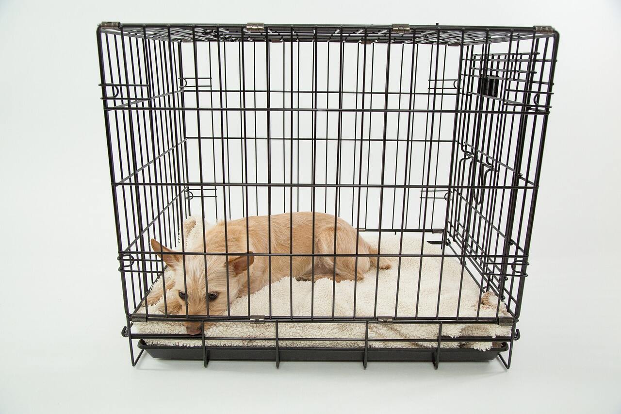 The Significance of Pet Cages in Ensuring Comfort and Safety for Pets