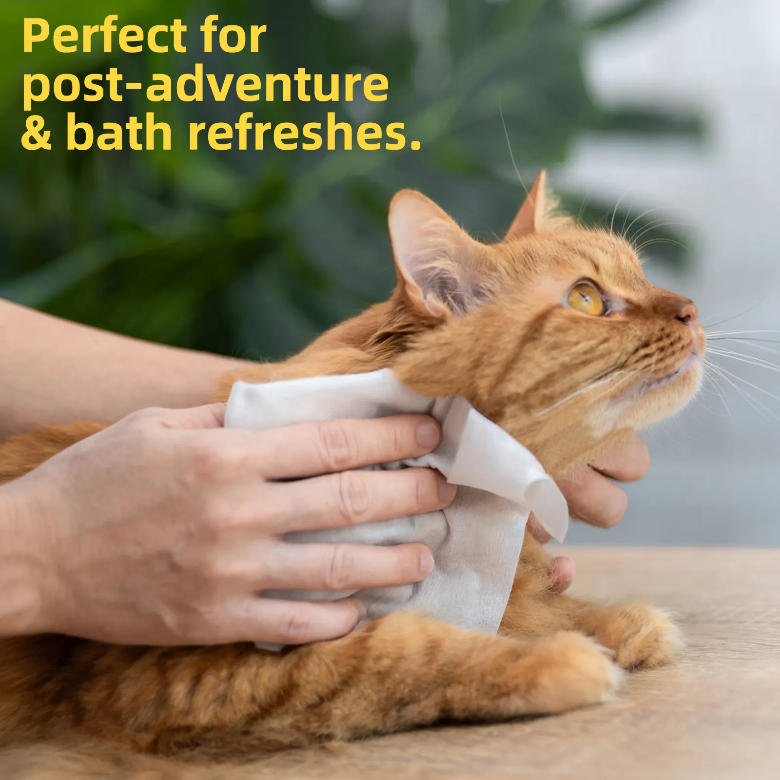 5-Minute Paws Cleanup: How Pet Wipes Can Save Your Floors and Furniture