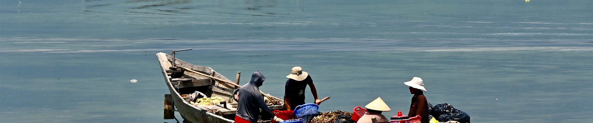 We are a professional organic seaweed manufacturer |