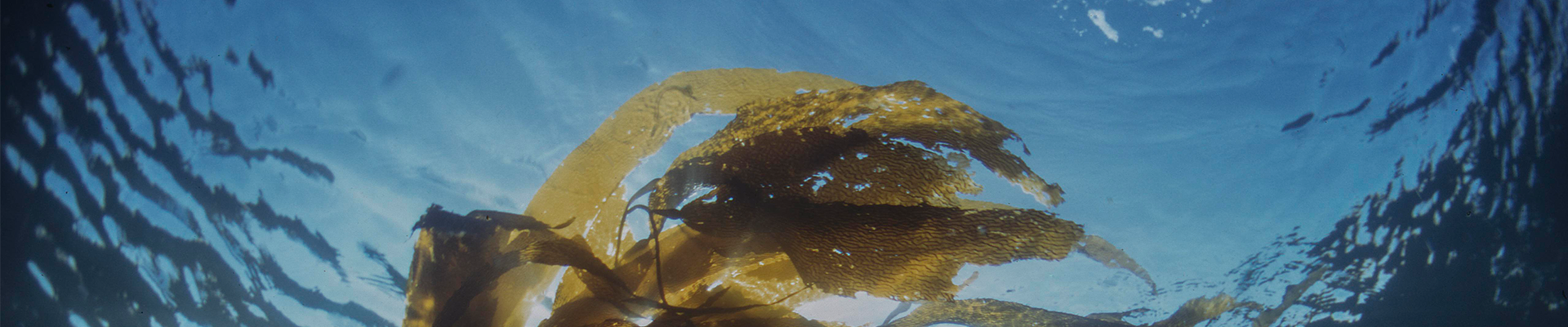 Laver Seaweed More Than Just a Snack-0