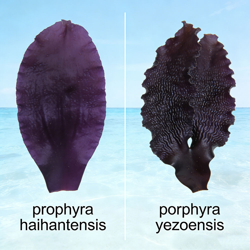Porphyra haitanensis so với Porphyra yezoensis: Loài rong biển nào phù hợp với dòng sản phẩm của bạn?