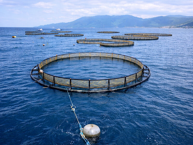 Akvakultúrás ketrec-kikötőrendszer