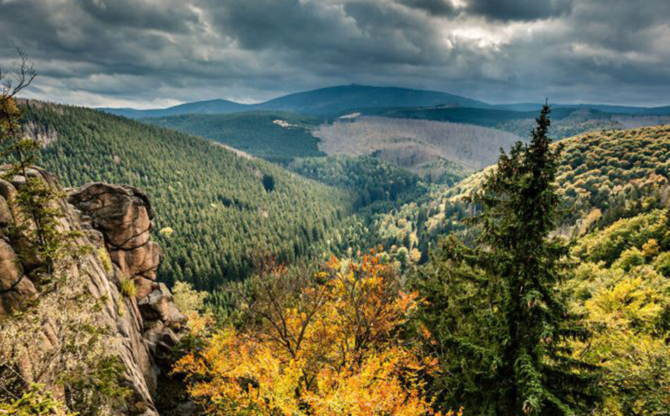 German Private Forest Owner Invests in Wood Chipper, Doubles Daily Branch Processing Capacity