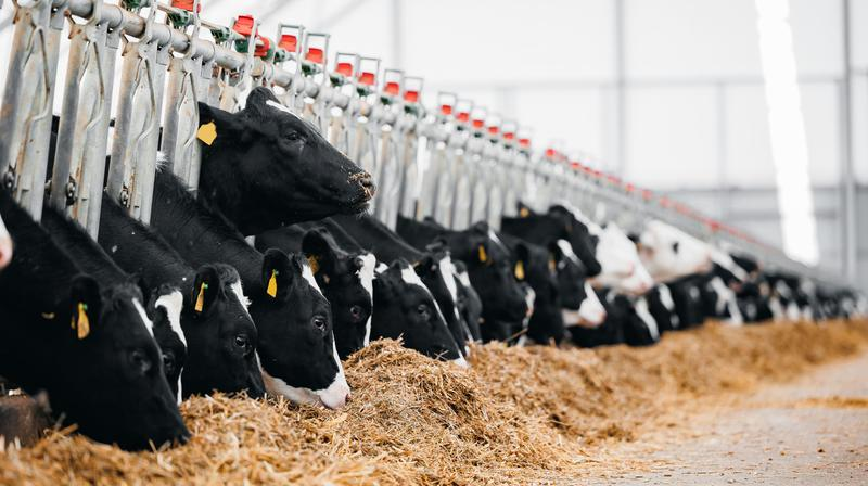 Additifs alimentaires microbiens : amélioration des performances animales