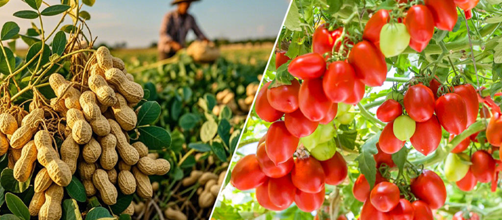 PAECILOMYCES LILACINUS