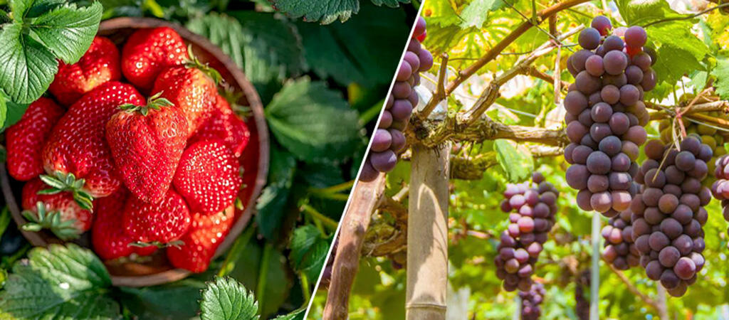 TRICHODERMA harzianum