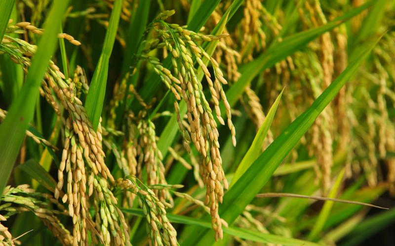 Maximiser la croissance des cultures avec des micro-organismes agricoles