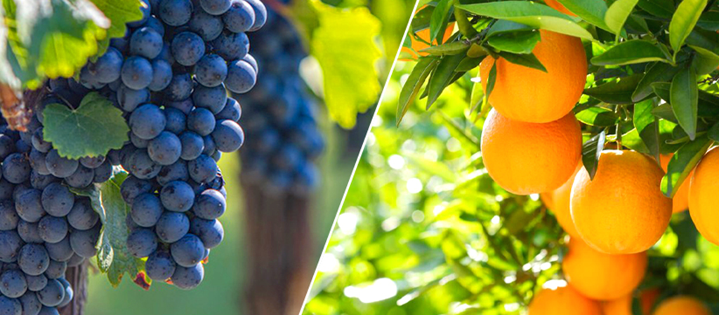 BACILLUS licheniformis