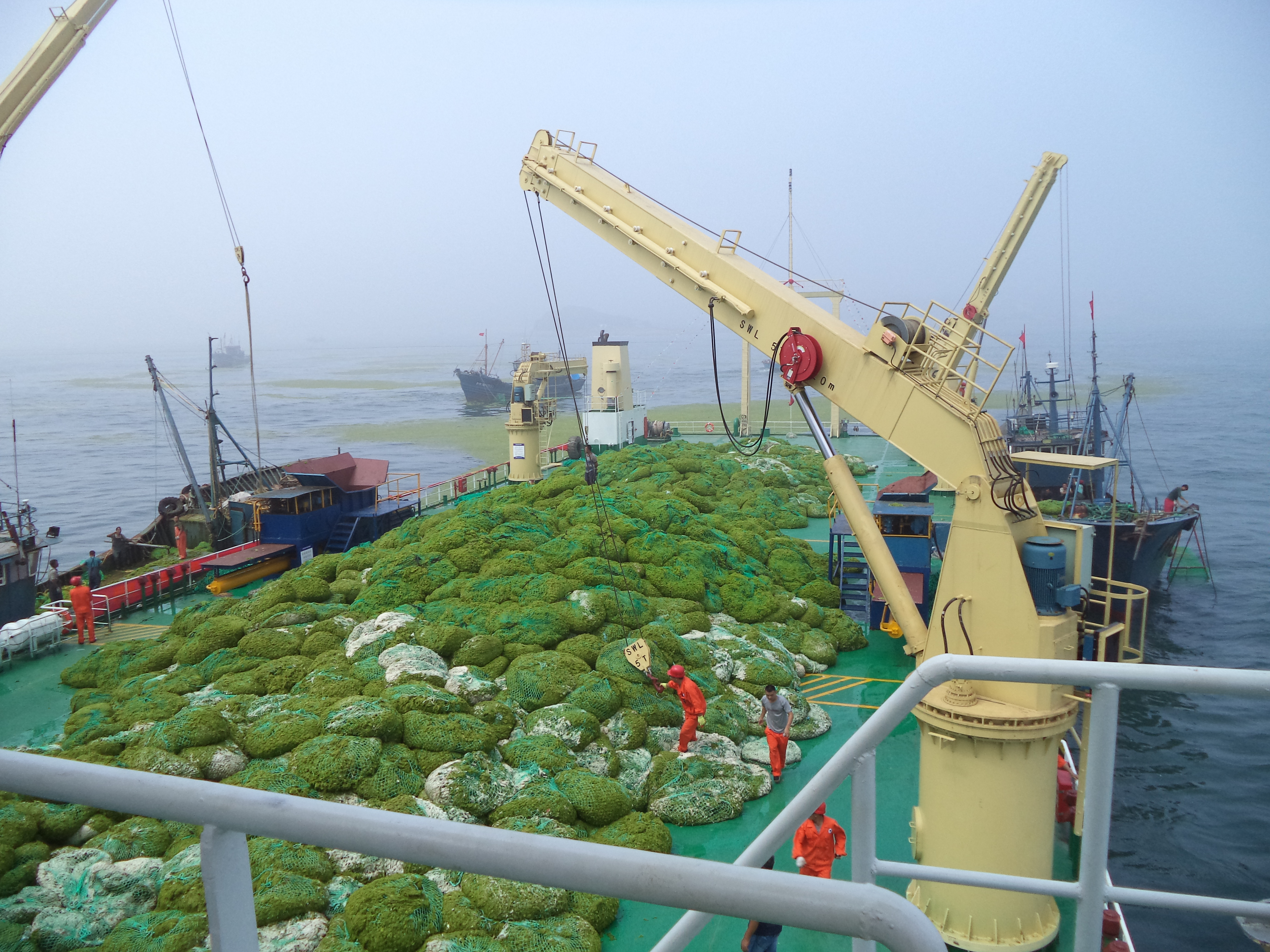 2016 Jiangsu Lianyungang nuclear power plant enterorpha salvage project