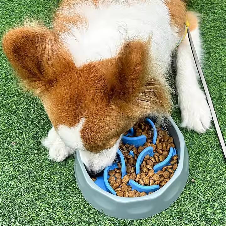 The Foldable Pet Bowl Will Wow Every Pet Owner