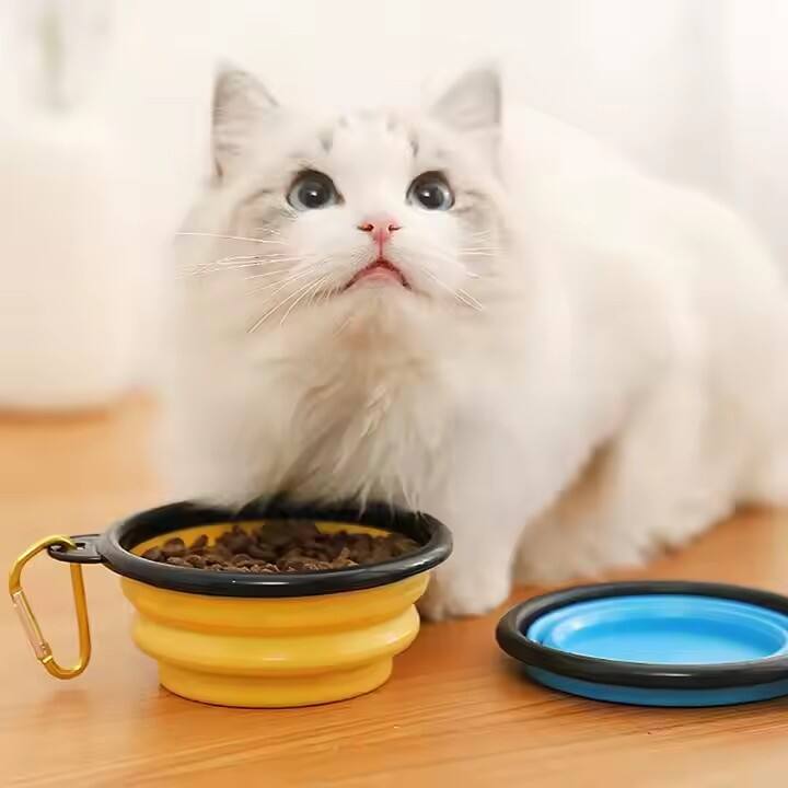 Water Bowls That Do More Than Supporting Wishing Wells