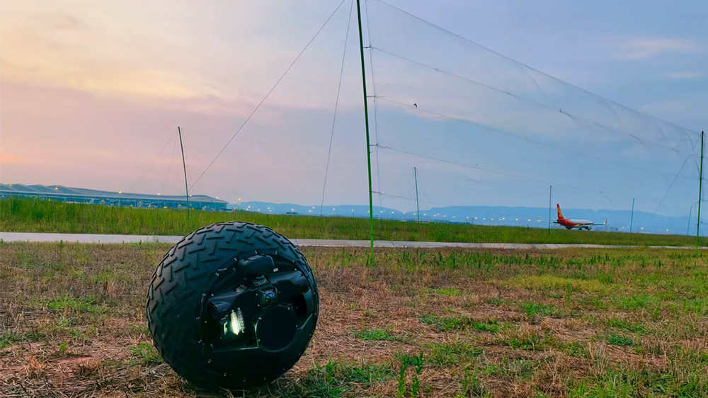 Control de aves en aeropuertos