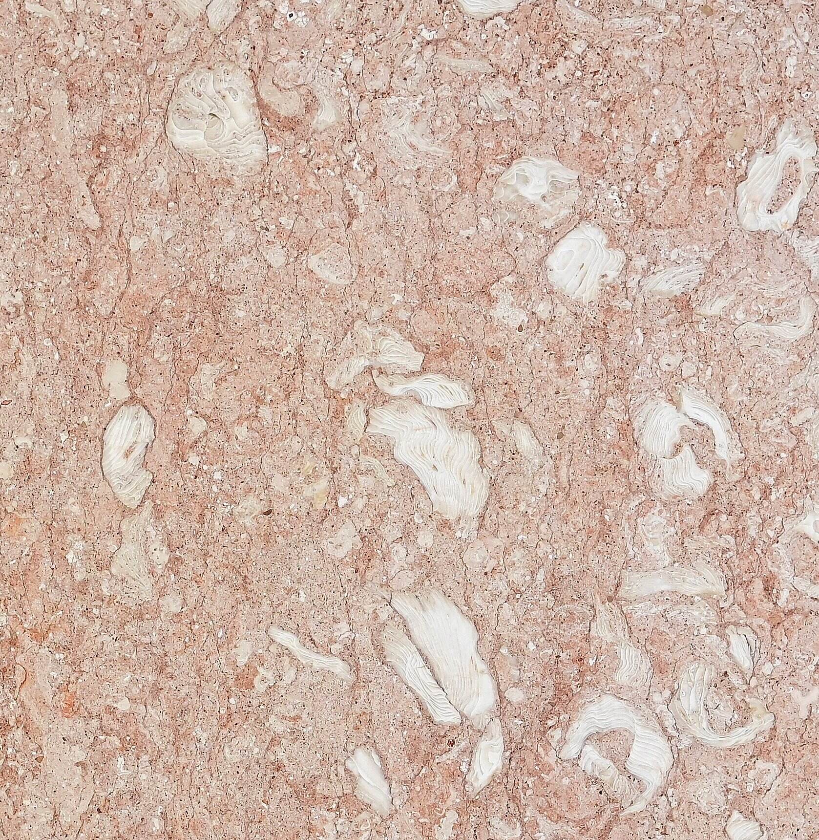 Oysterfossil Pink Natural Unique Features Limestone Stone Slab