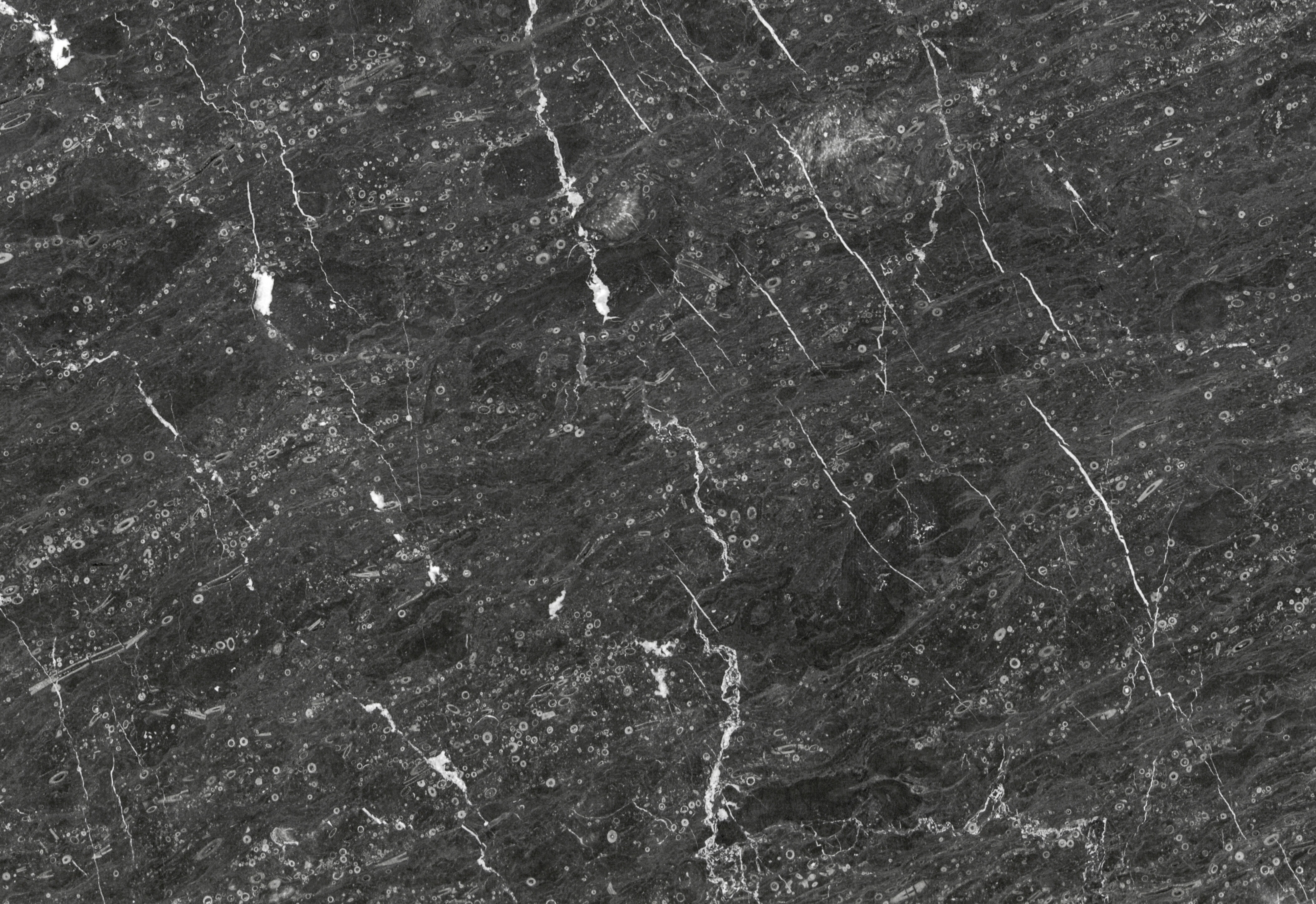 Conch Grey Grey & Black Natural Stone Marble with White Veins & Circular Speckle Texture