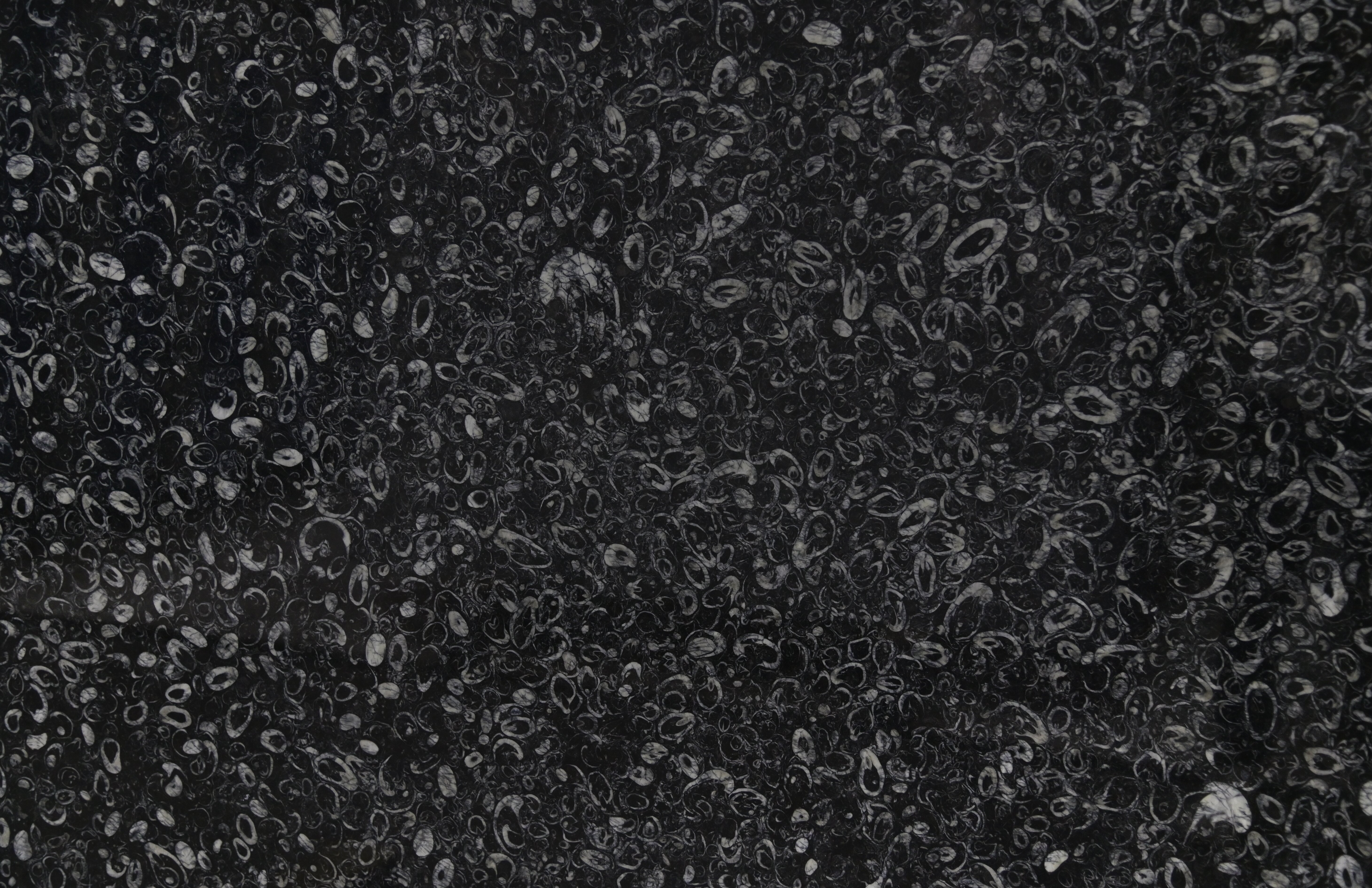 Seashell Flower Black Natural Stone Marble with White Fossilized Shell Pattern