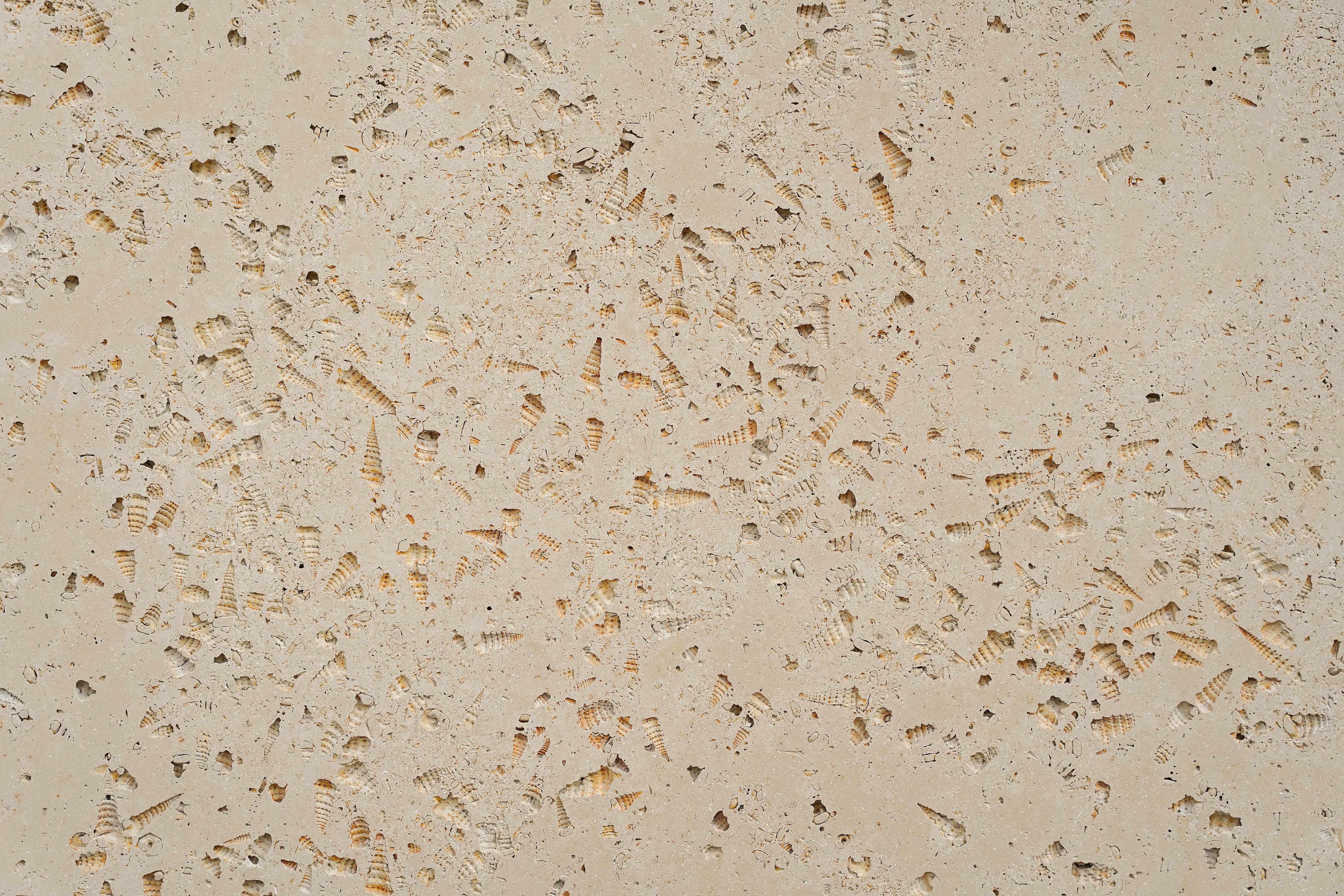 Secret Conch Realm Natural Unique Features Limestone Stone Slab