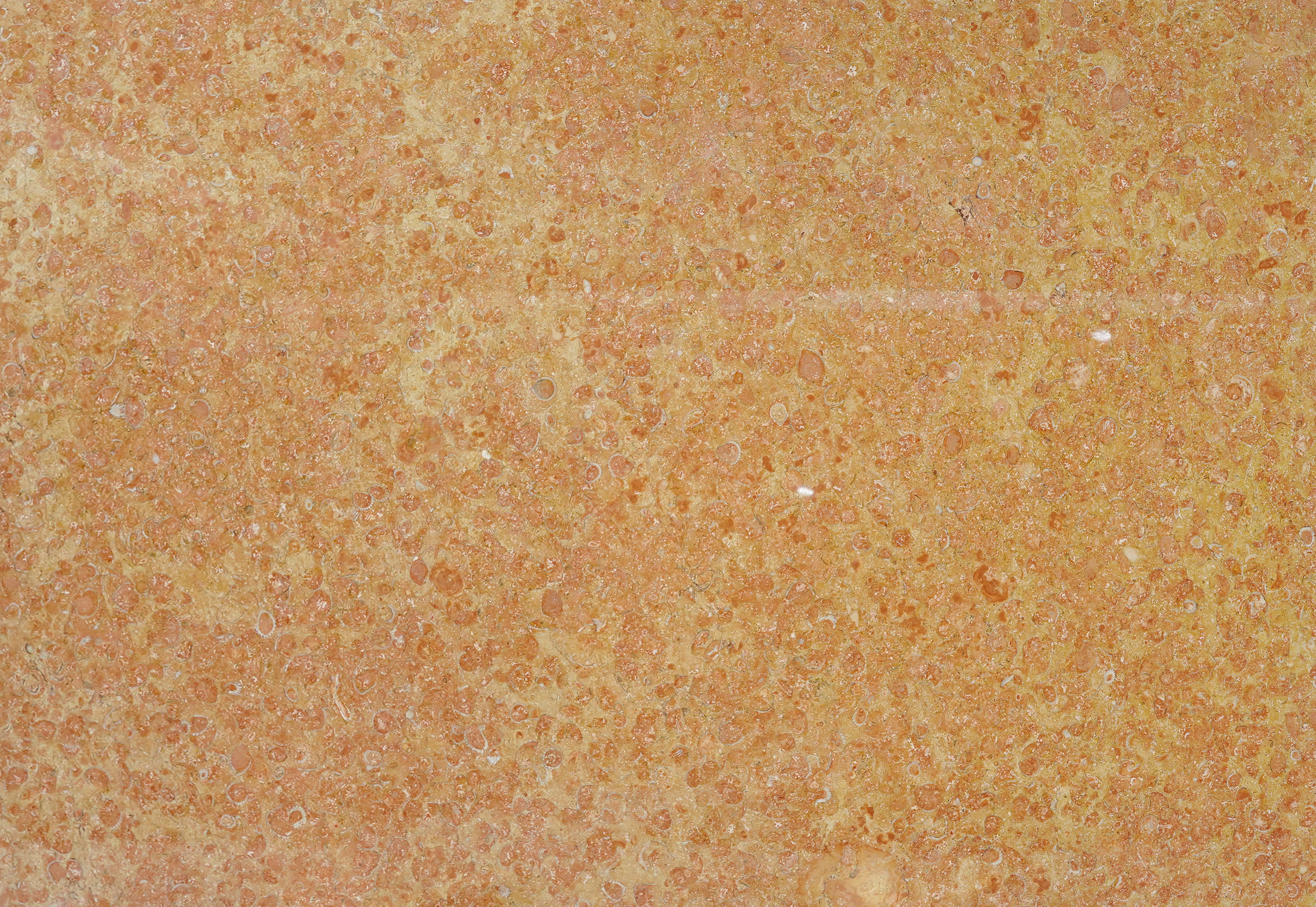 Joyful Shell Songs Natural Unique Features Limestone Stone Slab