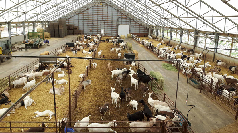 Ano ang Nagpapagawa sa Mga Metal na Bahay na Naukol sa Pagtatayo ng Bahay-Kubol para sa Tupa?