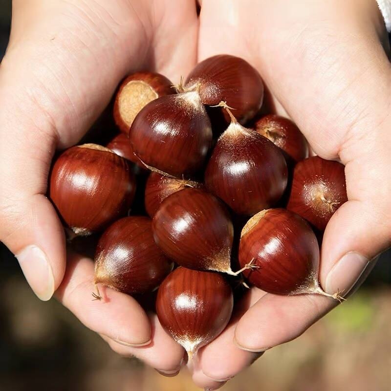 Neue Ernte Frische Bio-Kastanien in Schale aus chinesischer Fabrik mit Top-Qualität und bestem Preis