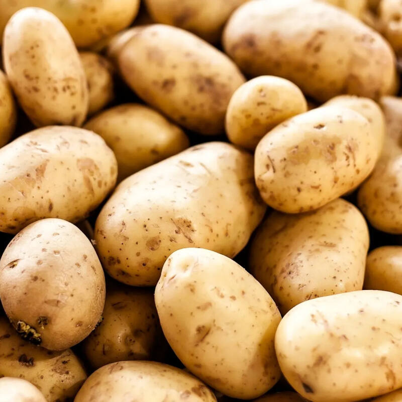 Frische Kartoffeln aus 2025, niedriger Preis, geeignet für Atlantic-Fries. Holländische Kartoffeln, 100-150 Gramm, 10 Kilogramm, verpackt in Netzbeuteln