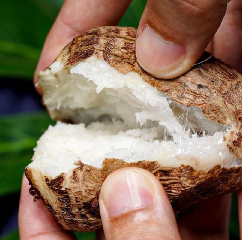 Gesunde neue Ernte: Chinesische Taro-Wurzeln, frisches Gemüse, frisch luftgetrocknetes Taro, gefrorenes Taro zum Verkauf