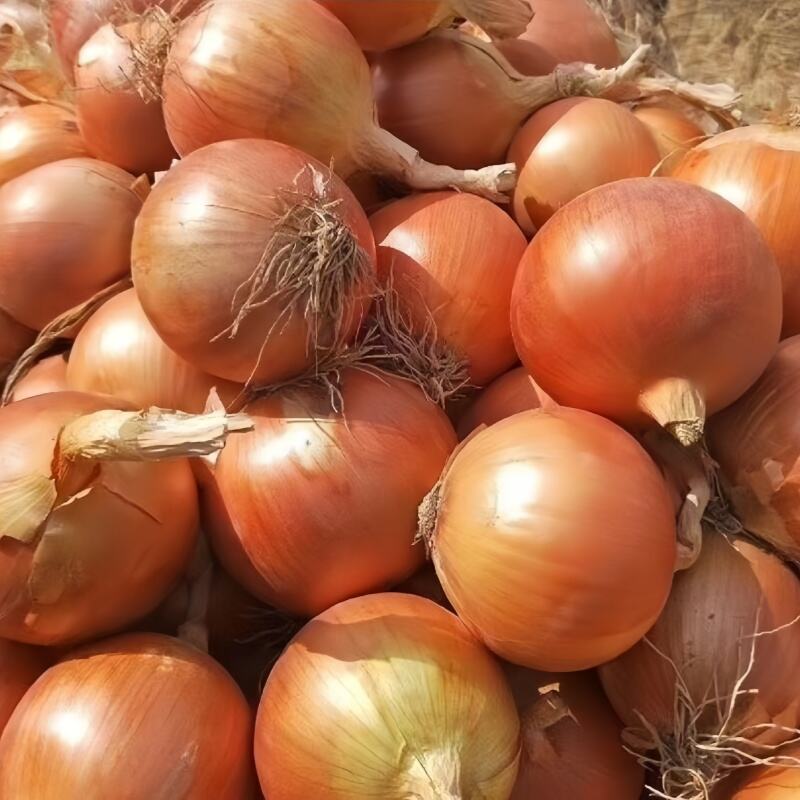 Hochwertige frische gelbe Zwiebeln für den Export, ungeschälte Zwiebeln
