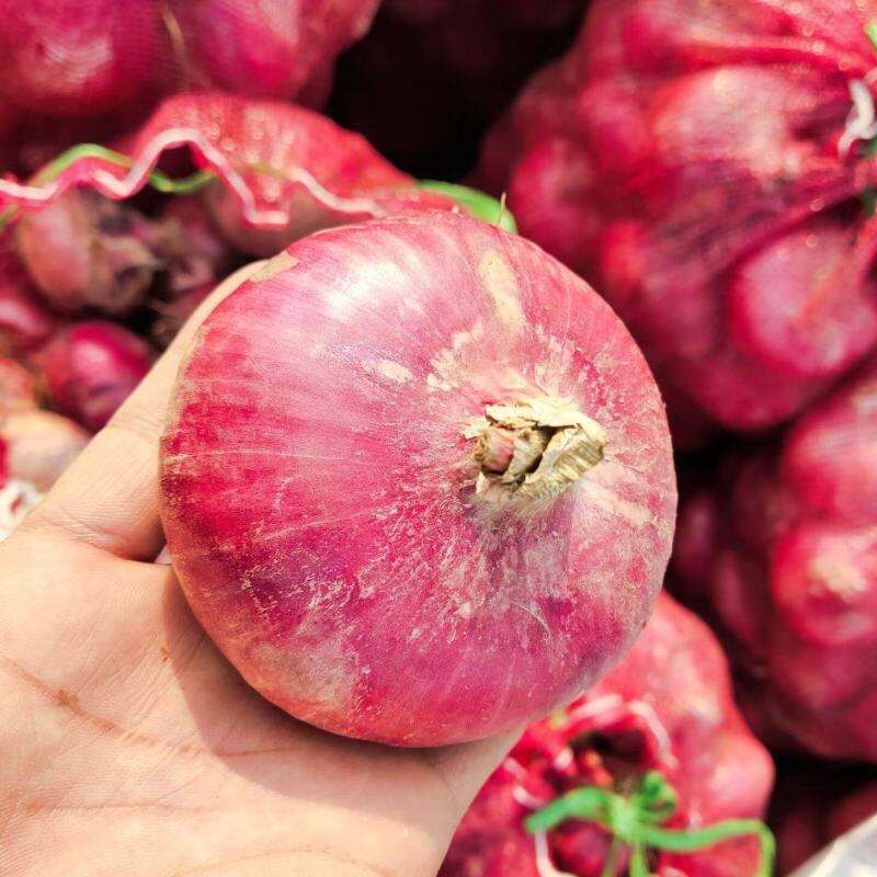 How Do Modern Processing Centers Improve Onion Quality and Shelf Life?