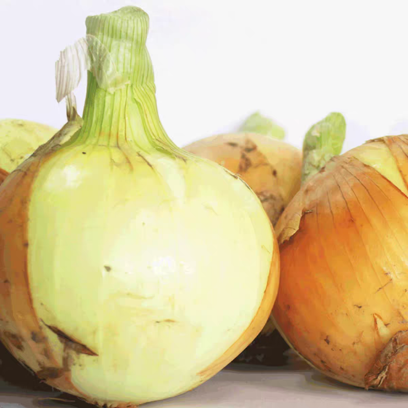 What factors influence fresh onion size and consistency for export?