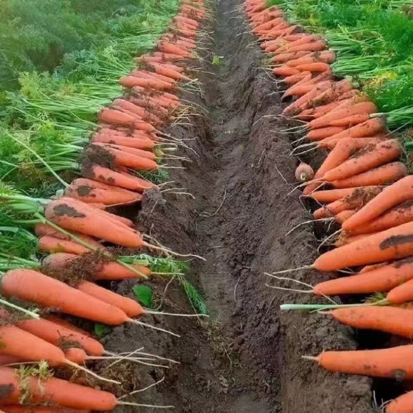 Frische Karotten, natürliche Farbe, geeignet für alle Altersgruppen, aktuelle Ernte