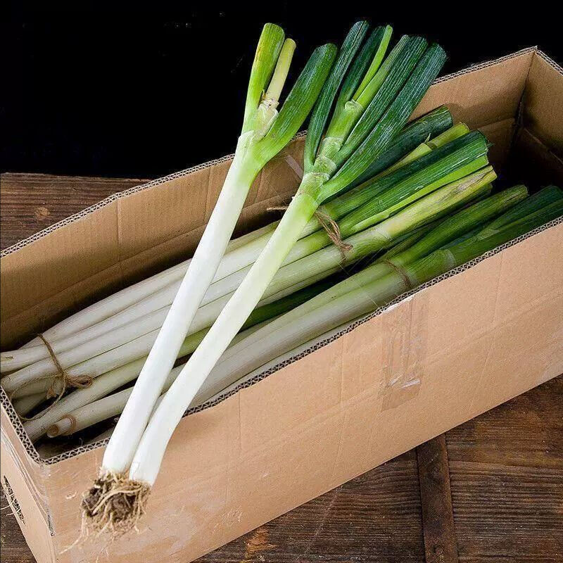 Großhandel mit langen frischen chinesischen Frühlingszwiebeln zu günstigen Exportpreisen