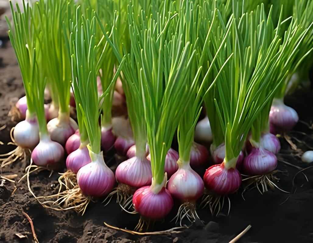 Enhanced Nutritional Value and Health Benefits