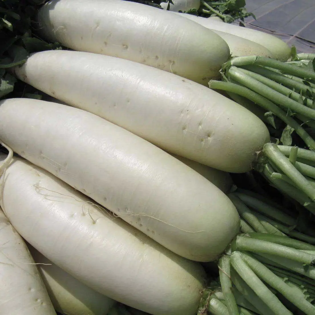 Umfassende Pflanzen-Gesundheitsüberwachung