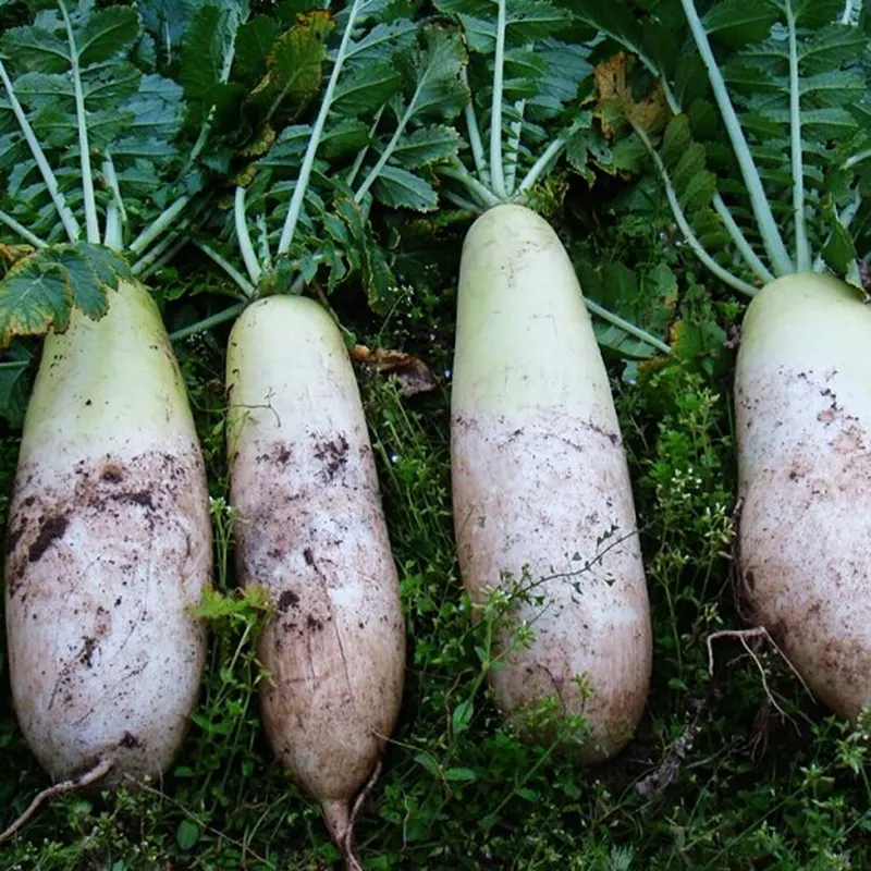 Keluwesan Memasak dan Penyimpanan