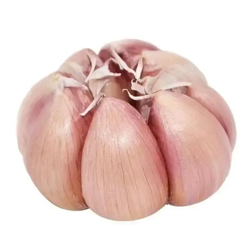 Hochwertige frische Knoblauch in Großpackungen günstig Neuer Ernte