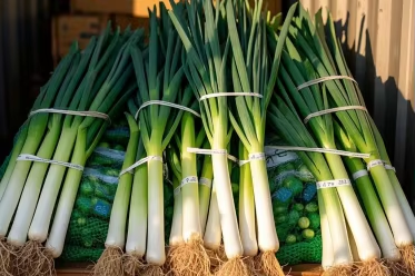Mga Pakinabang sa Ekonomiya at kapaligiran