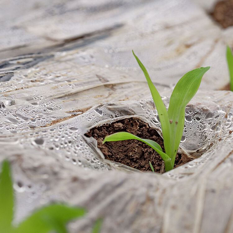 வறண்ட பிராந்தியங்களில் தனிப்பயன் மல்ச் பில்ம் பயிர் விளைச்சலை மேம்படுத்த முடியுமா?