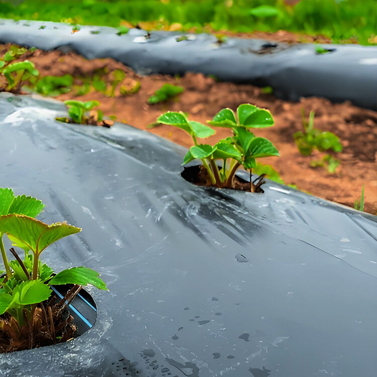 The role of multi-layer agricultural film in extending crop growing seasons.