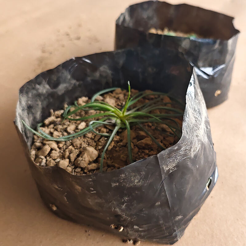 Anpassungsfähigkeiten an die Umwelt