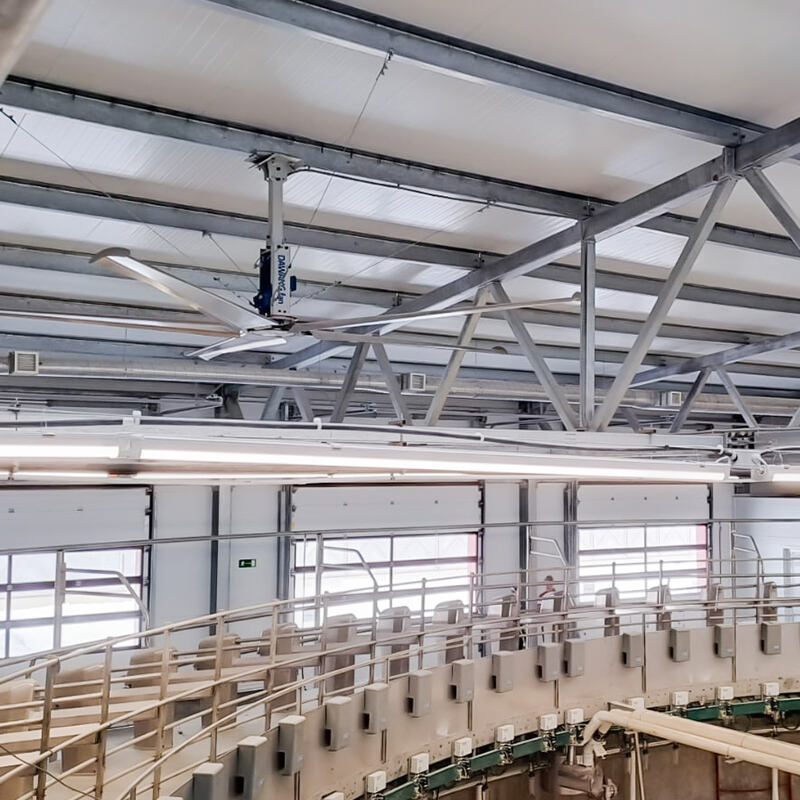 DAWANG FAN Hvls Fan Industrial Ceiling helps Russian cattle farms with animal husbandry (1).jpg