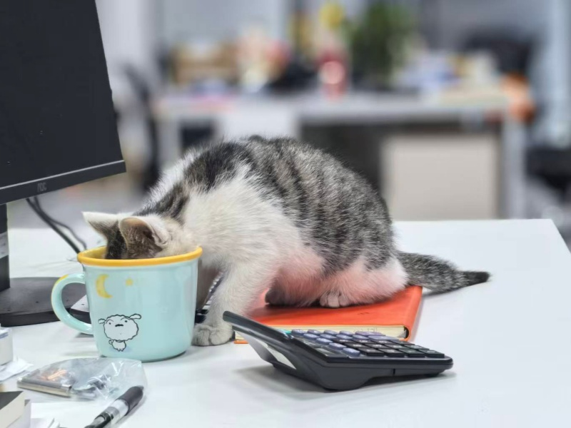 Baiwan’s DMK Daily Adventures : The Office Water Cup Sneaker