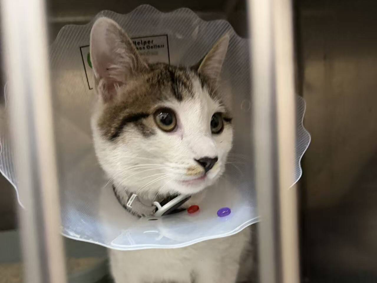 Warme Beschützerin! DMK Laser kümmert sich liebevoll um die „Gruppenhaustier“-Katze Baiwan und zeigt menschliche Fürsorge mit Liebe